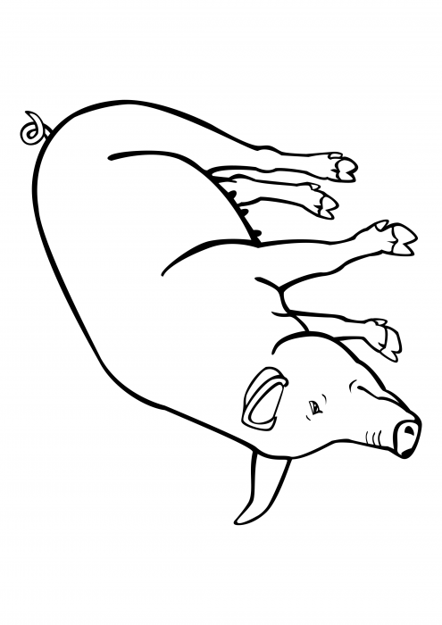 Porc domestique