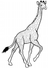 Girafă