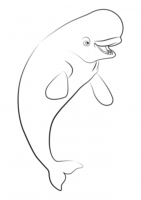 Beluga whale Bailey